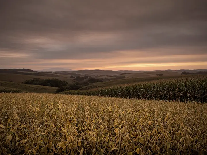 Soybean and corn fields at dusk